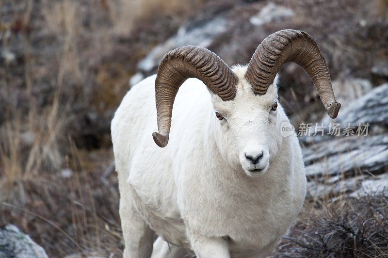 近距离的Dall Sheep